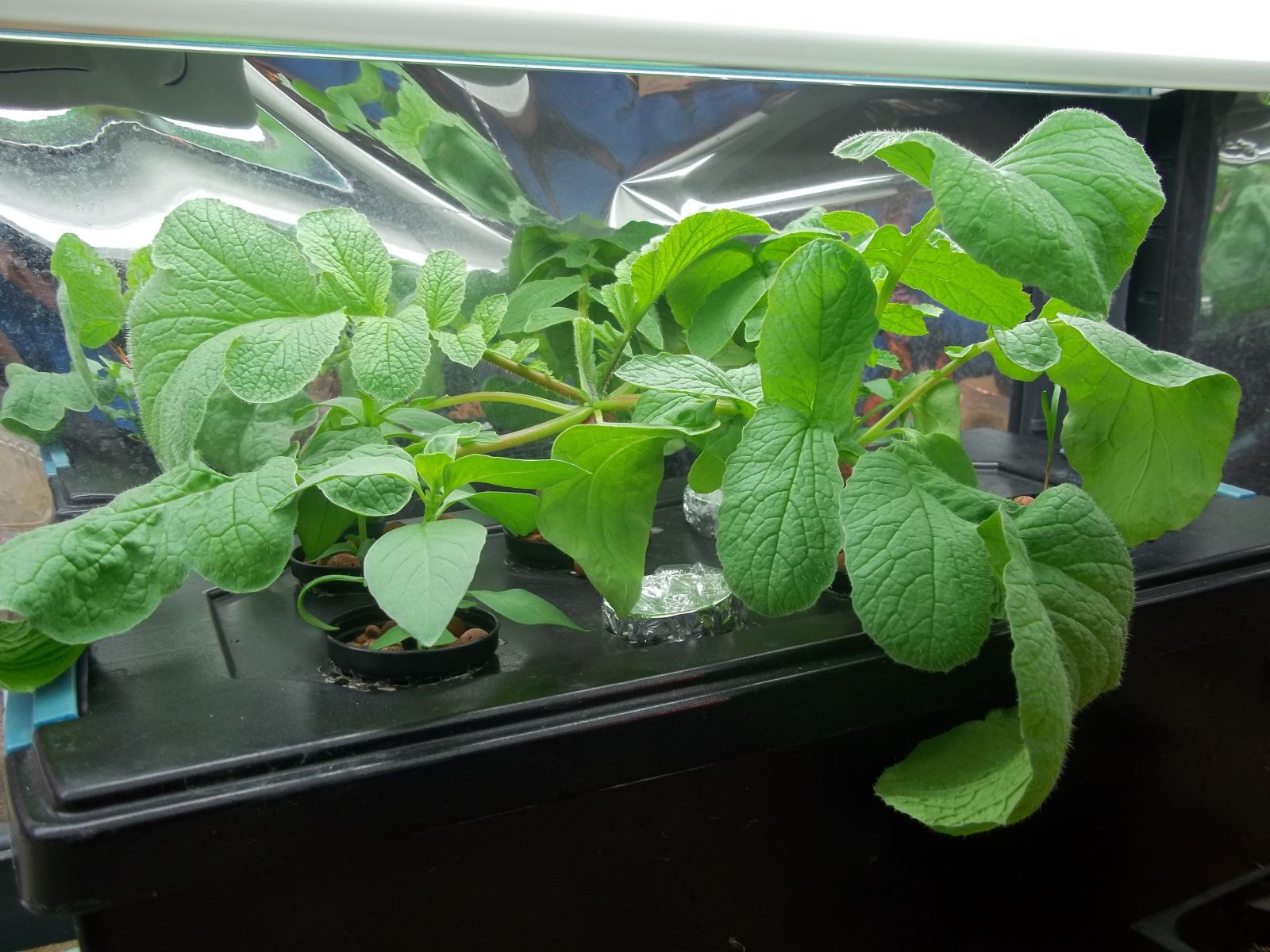 Hydroponic Radish in Deep Water Culture